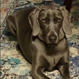 Meet your Posher, Anne